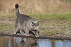 blue British Shorthair
