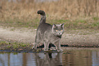 blue British Shorthair