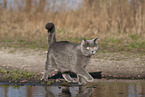 blue British Shorthair