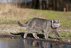 blue British Shorthair
