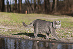 blue British Shorthair