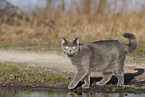 blue British Shorthair