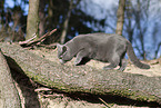blue British Shorthair