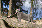 blue British Shorthair