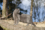 blue British Shorthair