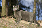 blue British Shorthair