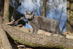 blue British Shorthair
