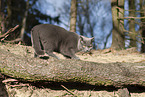 blue British Shorthair
