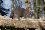 blue British Shorthair