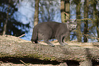 blue British Shorthair