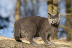 blue British Shorthair
