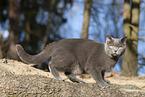 blue British Shorthair