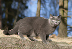 blue British Shorthair