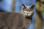 blue British Shorthair