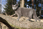 blue British Shorthair