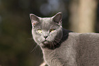 blue British Shorthair