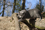 blue British Shorthair