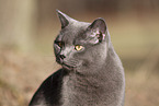 blue British Shorthair