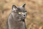 blue British Shorthair