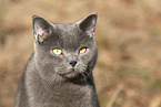 blue British Shorthair
