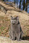 blue British Shorthair