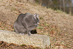 blue British Shorthair