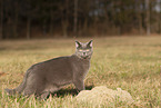 blue British Shorthair
