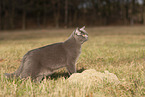 blue British Shorthair