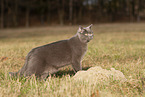 blue British Shorthair