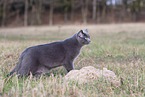 blue British Shorthair