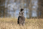 blue British Shorthair