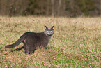 blue British Shorthair