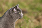 blue British Shorthair