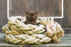 British Shorthair Kitten