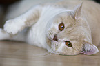 British Shorthair