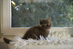 British Shorthair