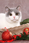 female British Shorthair