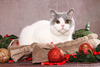 female British Shorthair