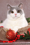female British Shorthair
