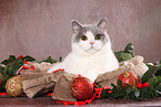 female British Shorthair