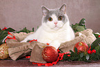 female British Shorthair