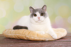 female British Shorthair