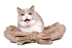 female British Shorthair