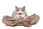 female British Shorthair