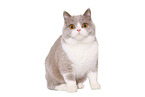 female British Shorthair