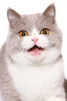 female British Shorthair
