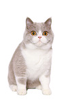 female British Shorthair