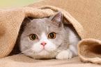 female British Shorthair