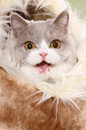 female British Shorthair