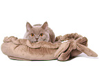 young female British Shorthair